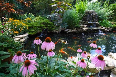 Koi pond