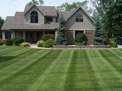 A freshly mown yard