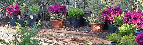 Plants ready for the garden