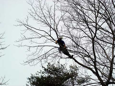 Tree pruning