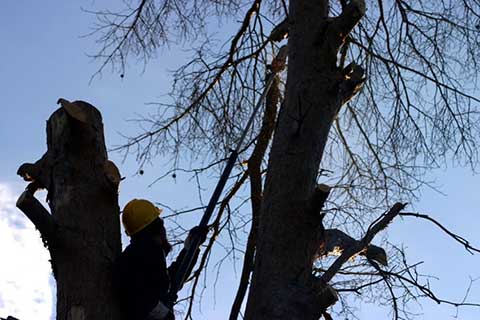 Tree removal