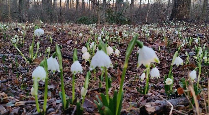 Early spring flowers